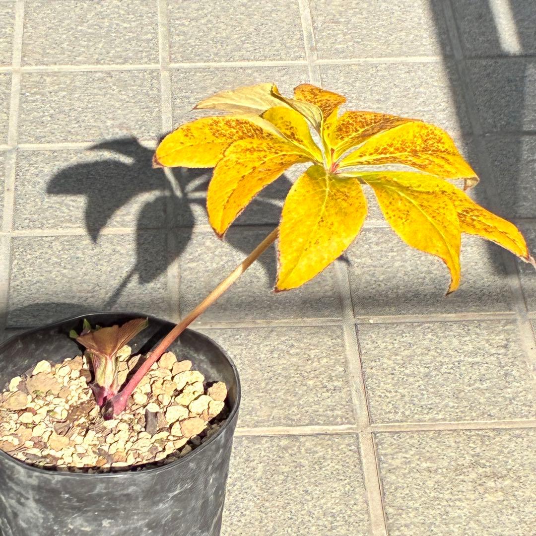 の*ん様 ☘️限定1株☘️未株分け☘️蕾付き☘️3356⭐️極上新色⭐️紅ピンク