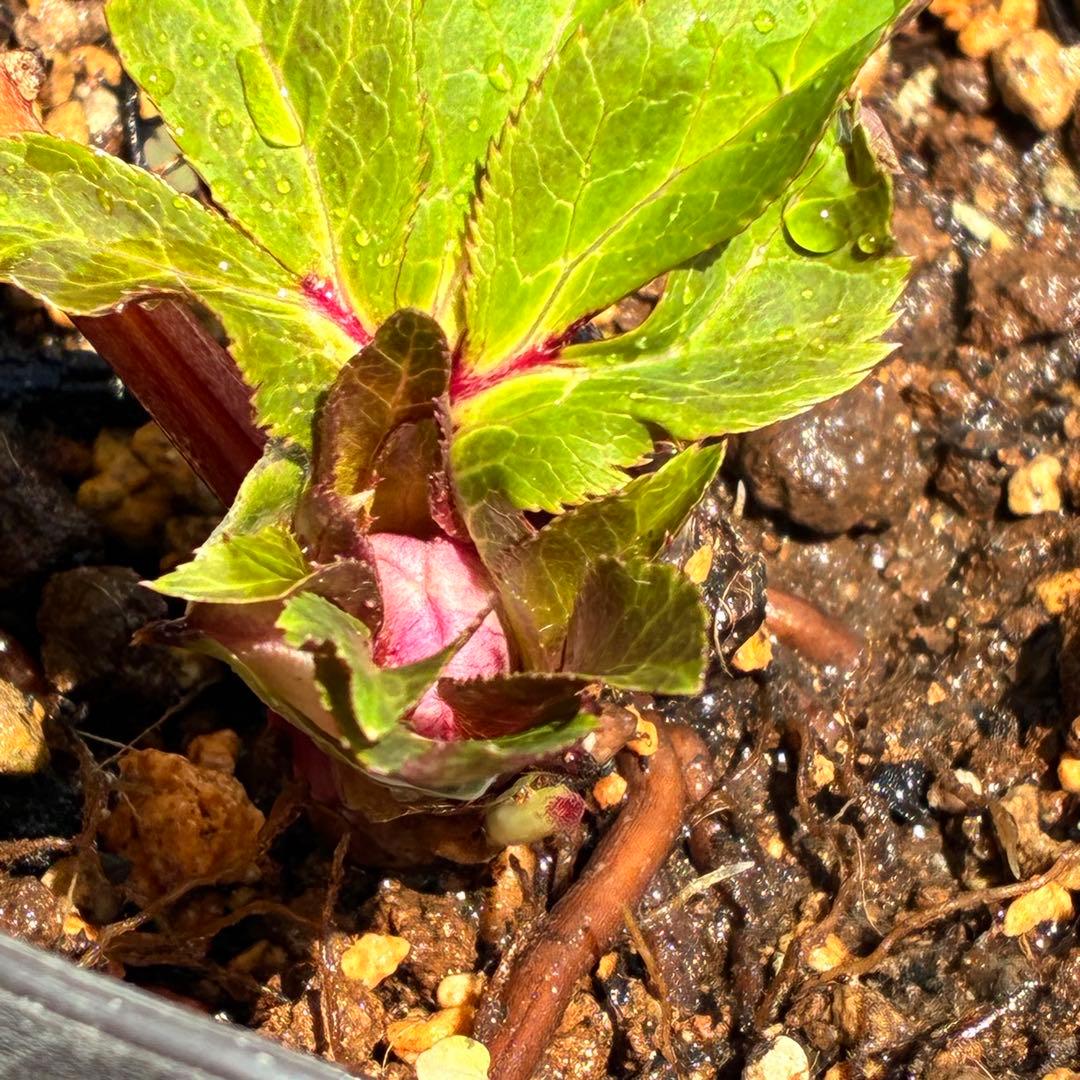 の*ん様 ☘️限定1株☘️未株分け☘️蕾付き☘️3356⭐️極上新色⭐️紅ピンク