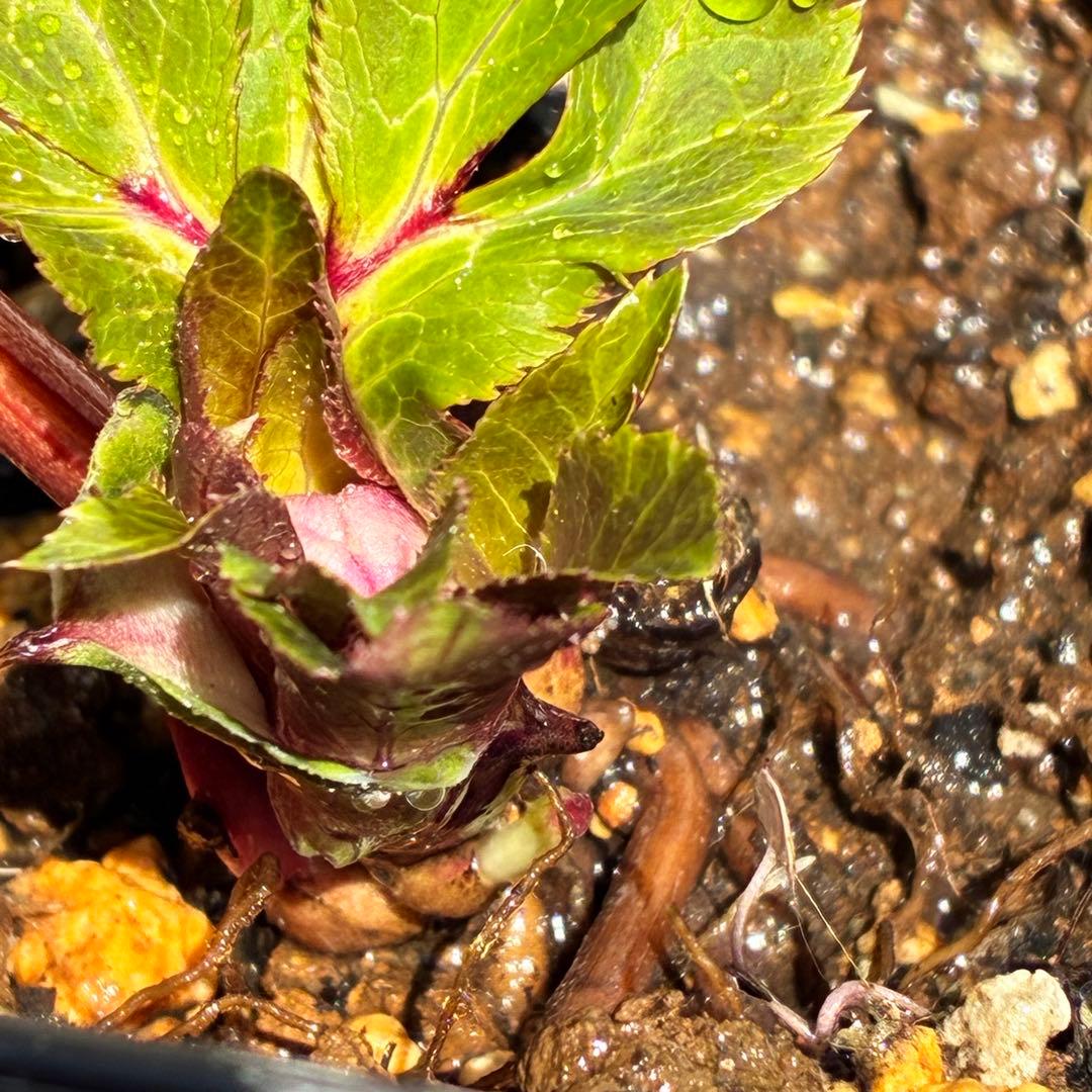 の*ん様 ☘️限定1株☘️未株分け☘️蕾付き☘️3356⭐️極上新色⭐️紅ピンク