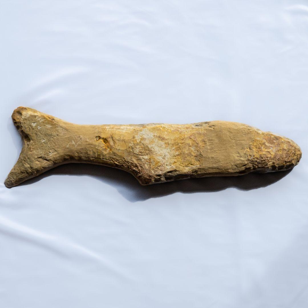 極上 古代魚 パラエロプス 全身 化石 本物 サンタナ層産 67.3cm pe1