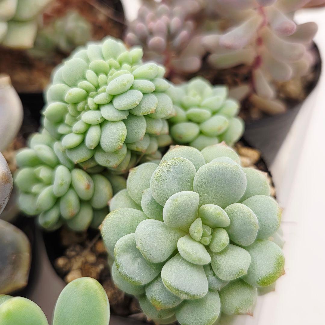 ②全15苗 つぶつぶ屋さん クラッカー❣️あられ❣️ピノチオ❣️発根済ネコポス込