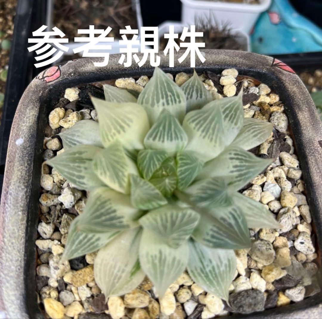 ハオルチア 白蛇伝 葉挿し 発根済み - メルカリ