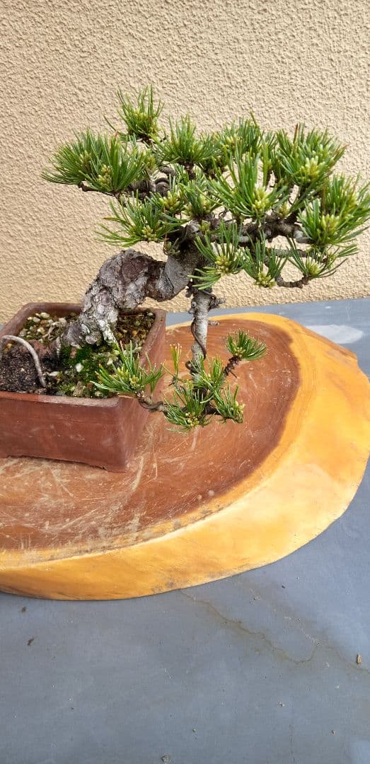 ひで小品盆栽五葉松 至高の小品五葉松 盆栽 小品盆栽 五葉松 松 高松盆栽 お祝い ギフト