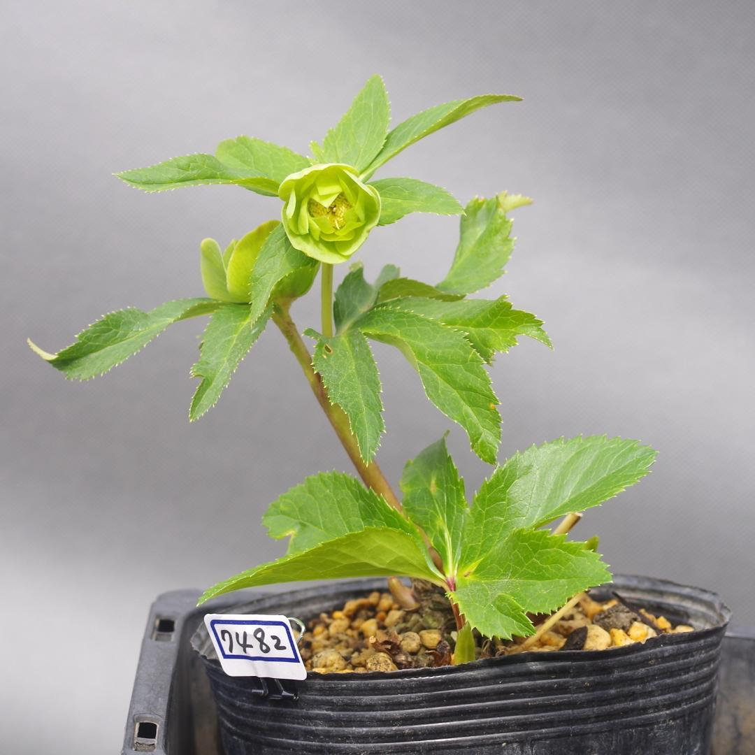 A様7482 認定！メロンゴールド クリスマスローズ開花 加藤農園 - メルカリ