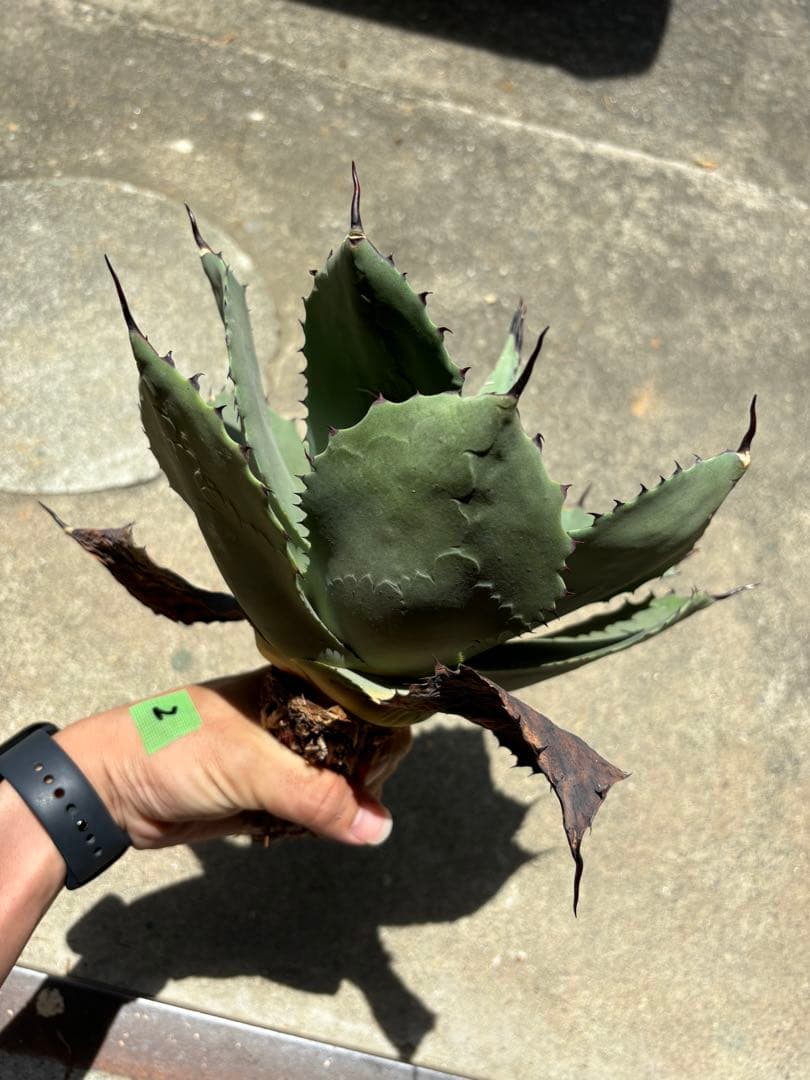 2 アガベ パリーハイブリッド ホーチエンシス×オバティフォリア