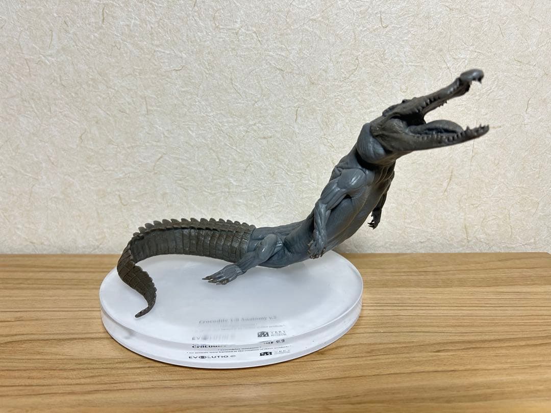 VM Crocodile 1:8 Anatomy v.2 ワニ　フィギュア Amazon.co.jp: BACALYSO | EVO 1/8 サイズ ワニ 鰐 フィギュア 25cm級