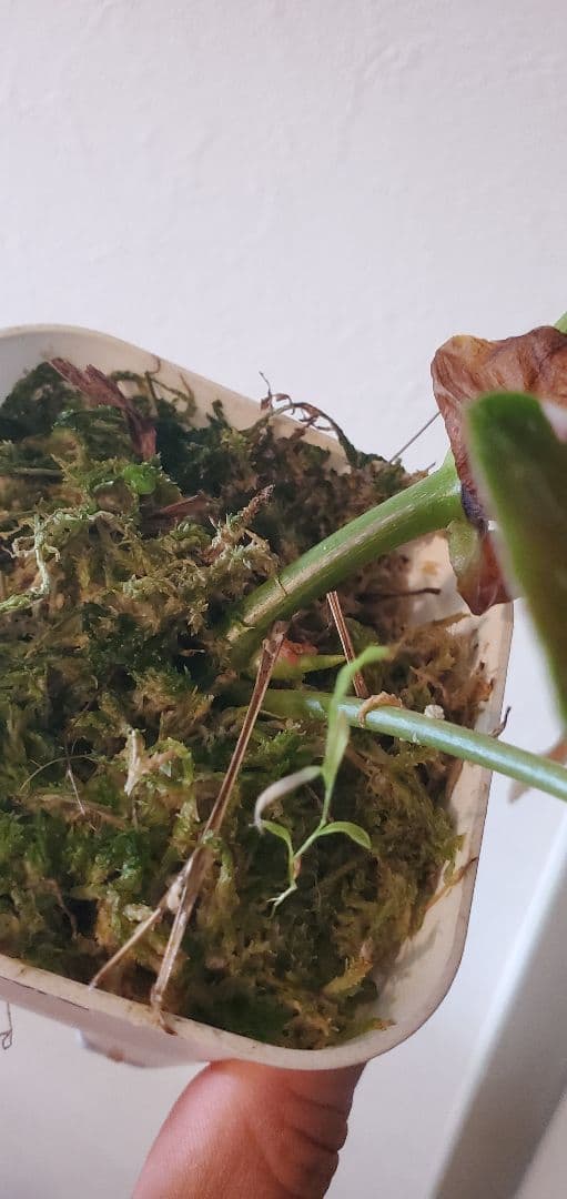 ベゴニア・マクラータ斑入り株の出品です。