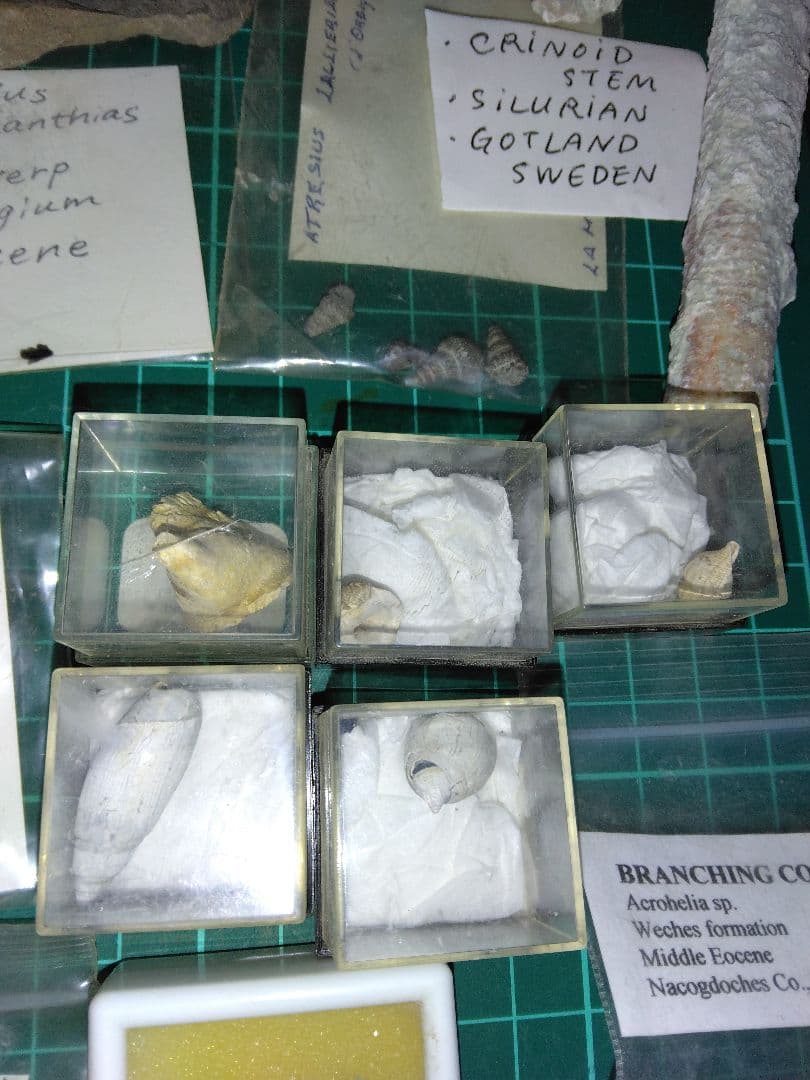 世界の化石 まとめ売り 化石 アンモナイト 巻き貝 ウミユリ サメの歯化石