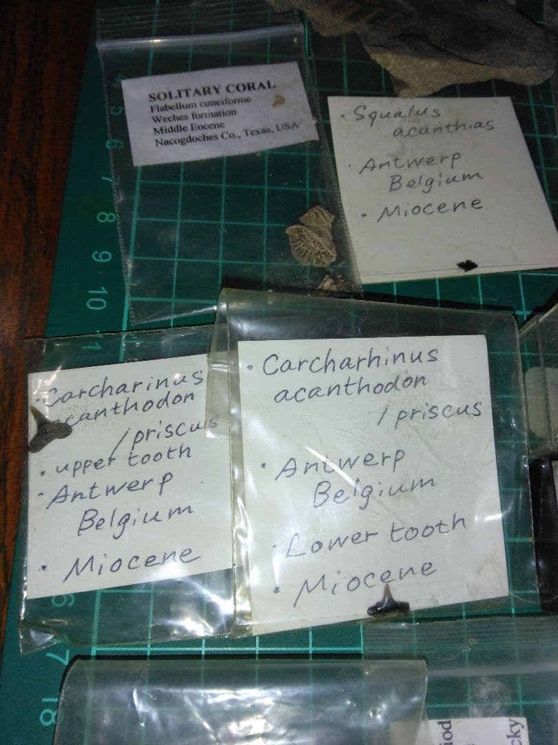 世界の化石 まとめ売り 化石 アンモナイト 巻き貝 ウミユリ サメの歯化石