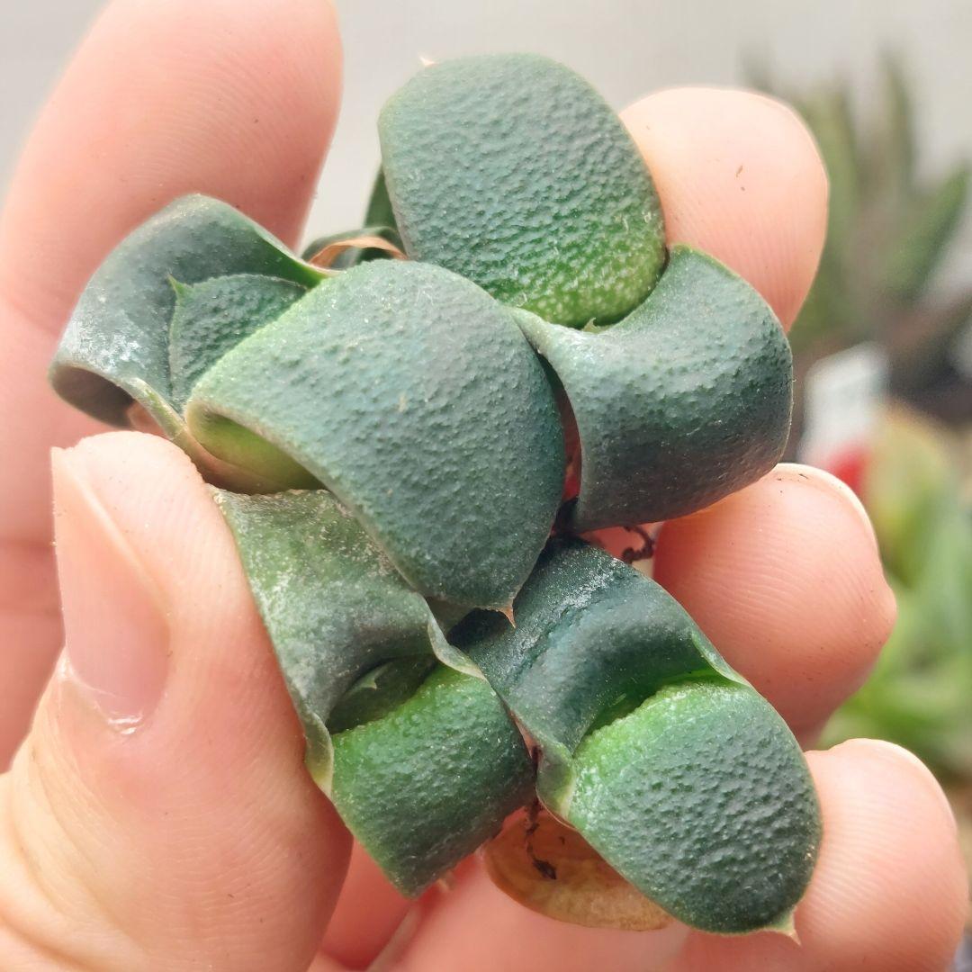 特価】ガステリア 臥牛 4株セット - メルカリ