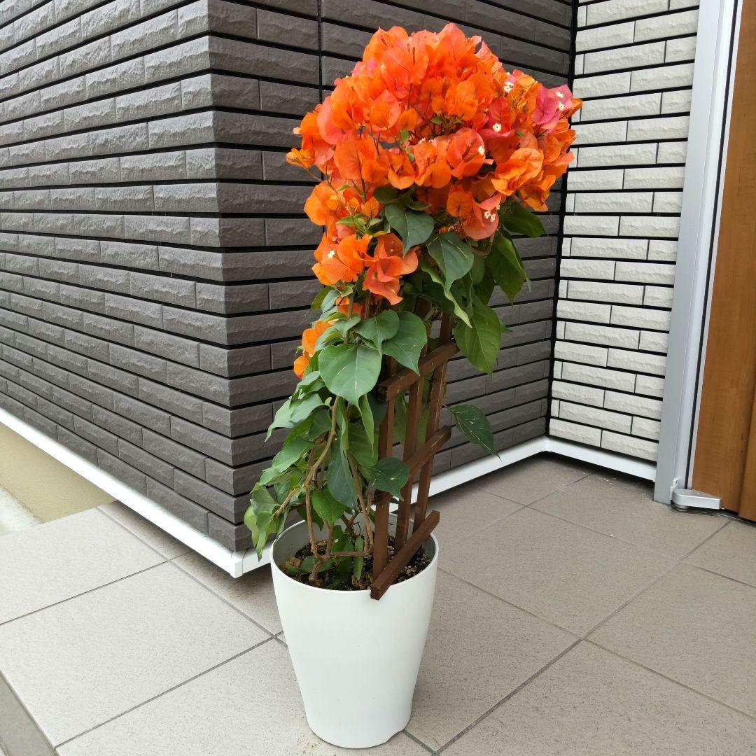 現品】ブーゲンビリア ブーゲンビレア カリフォルニアオレンジ 7号鉢