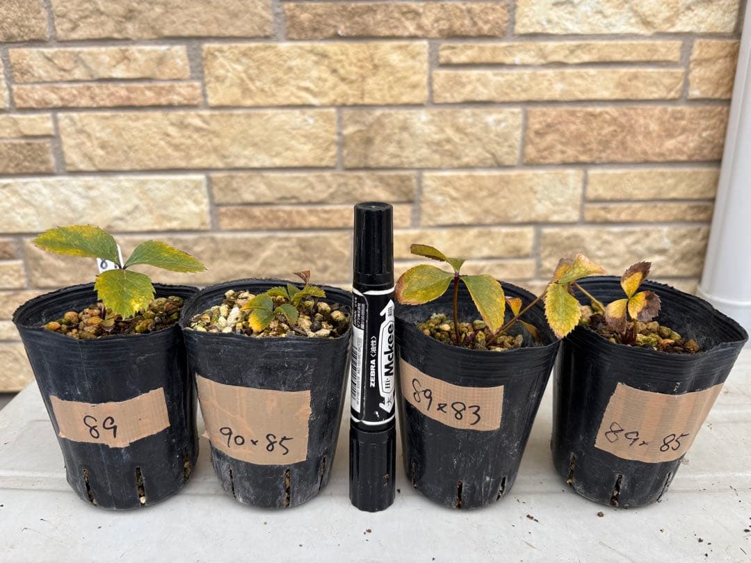 敦子様 リクエスト 4点 まとめ商品