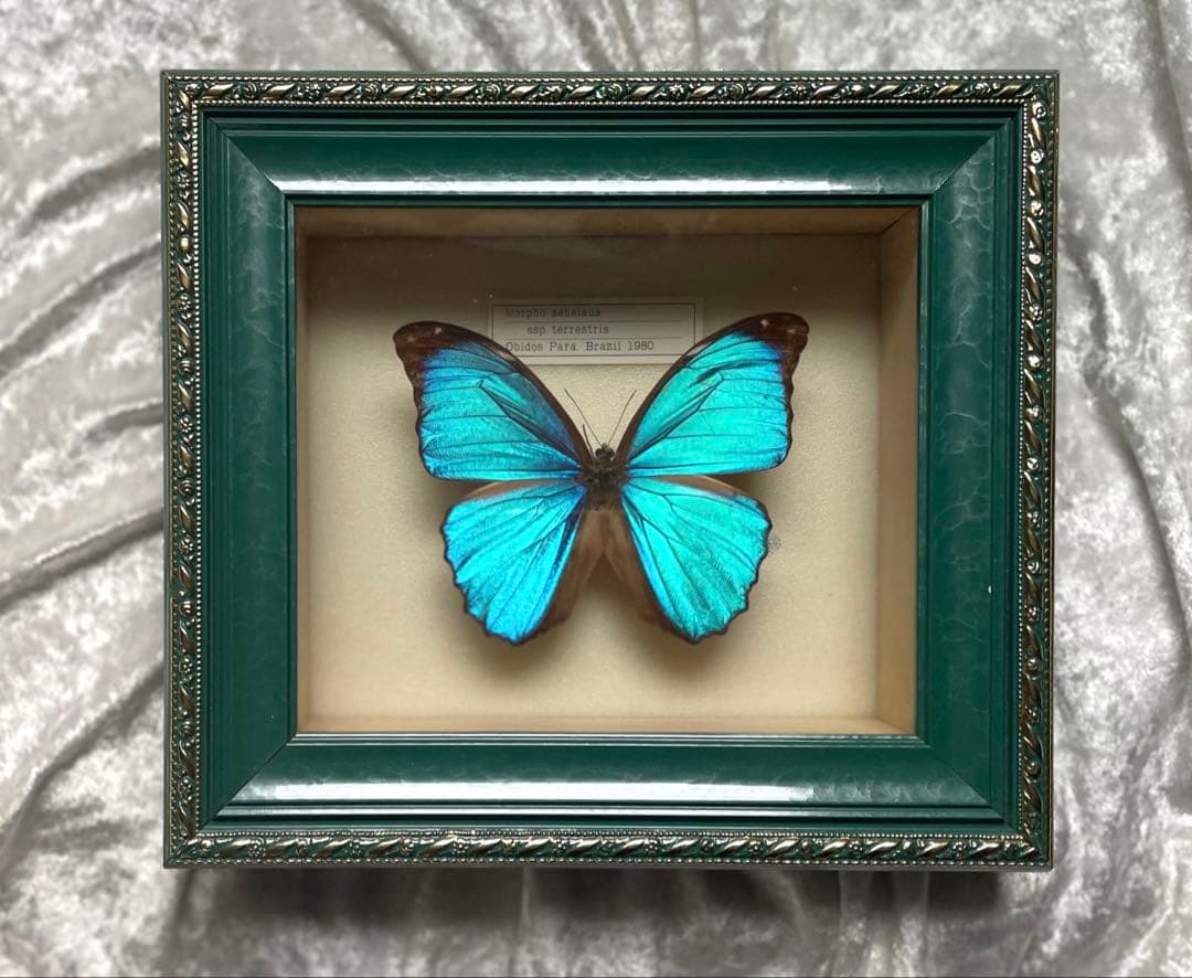 メネラウスモルフォ 標本箱 蝶 標本 額縁 インテリア 壁掛け アンティーク Amazon | 青く輝く美しい蝶の標本 名和昆虫博物館企画・製作