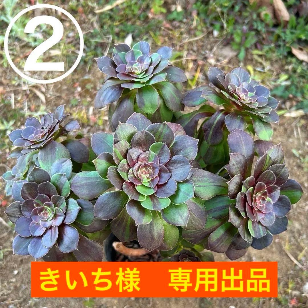 専用出品‼️アエオニウム　ゴースト　魅影変異七彩‼️ 法師錦　美斑　抜き苗