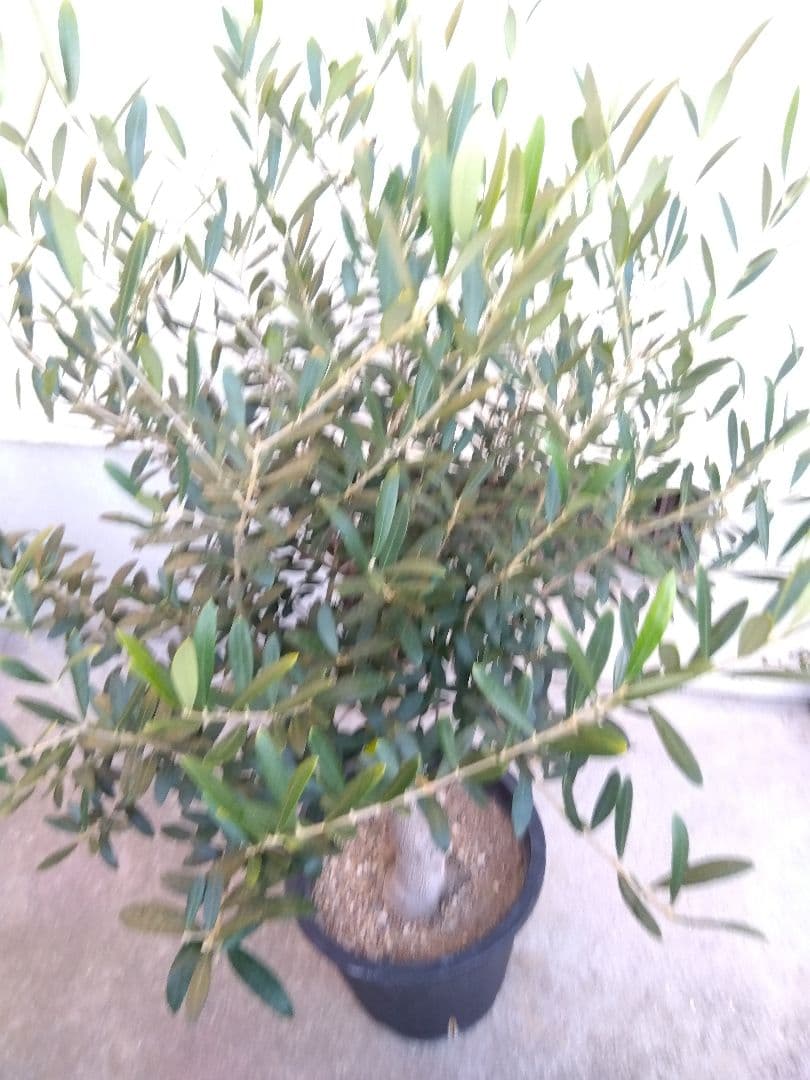 オリーブ 創樹 souju ネバディロブランコ 8号鉢つき 極太❗ あ