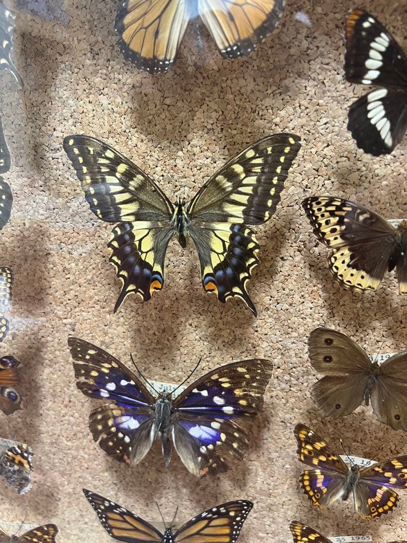 ドイツ空箱2点と蝶標本1点3セット 黒50x42x6cm蝶か