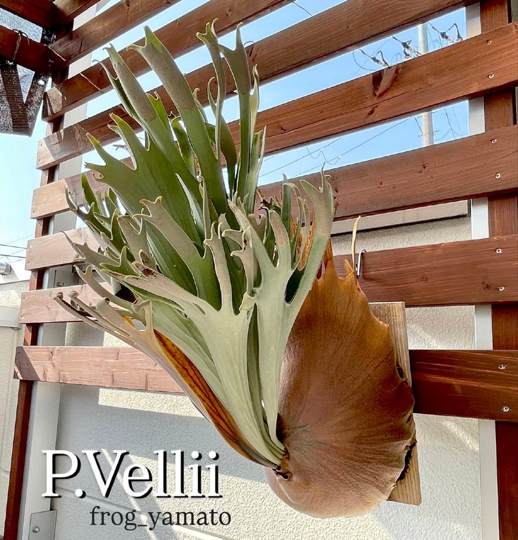 広葉セレクト vellii ベリー spore ビカクシダ veitchii - メルカリ