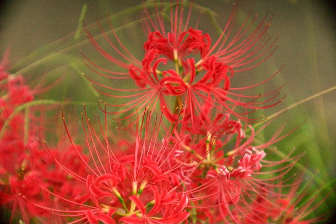 希少❗️業務用レンズFAX-KOWA 1:4.5/112B を改造　日本の興和製