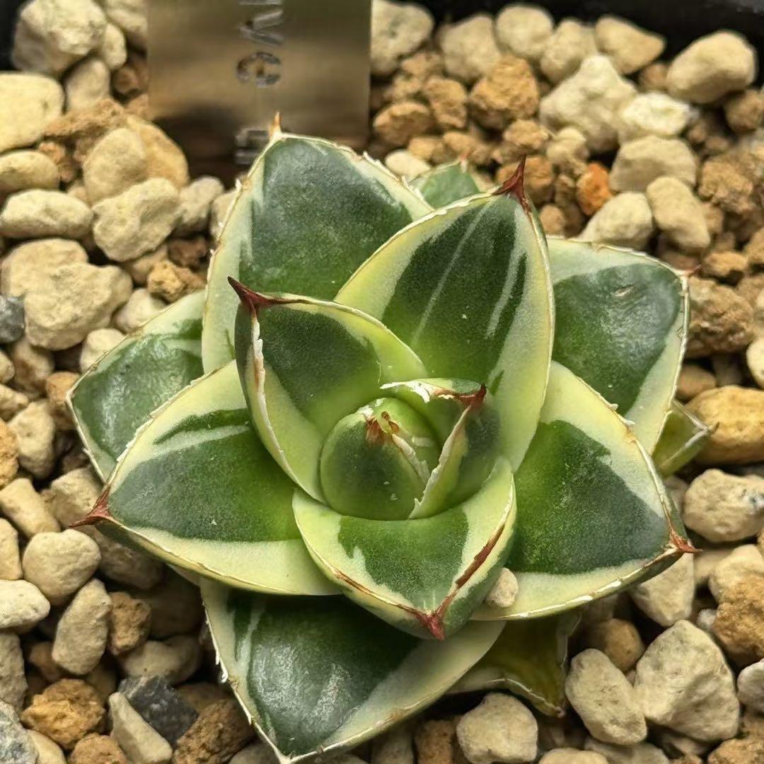 42E 多肉植物 ハオルチア rose goldオブツーサ錦糊斑