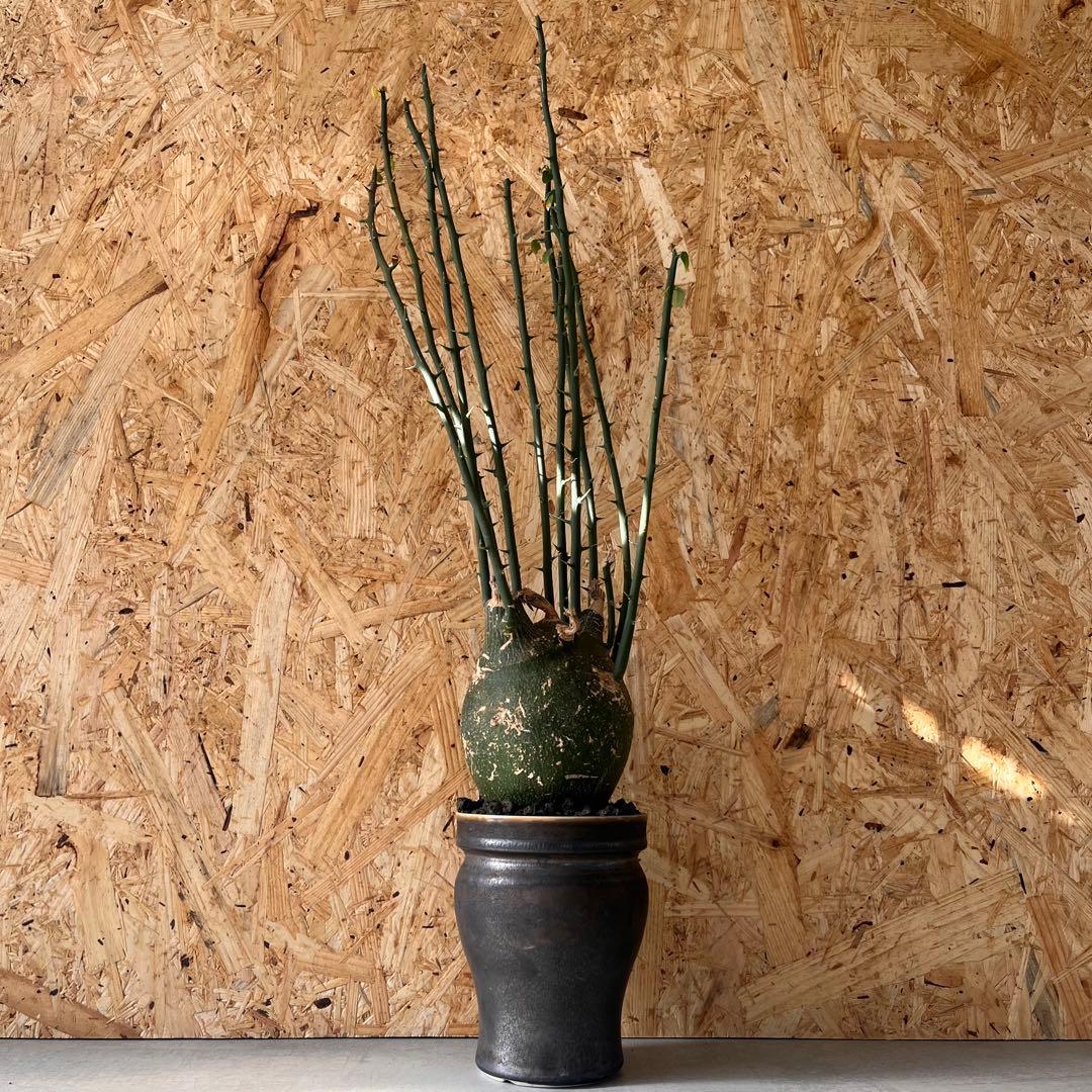 シ*ク様 現地球　アデニア　プセウドグロボーサ　Adenia pseudoglo Adenia globosa＊ アデニア・グロボーサ実生 現地球の様にふっくら丸く