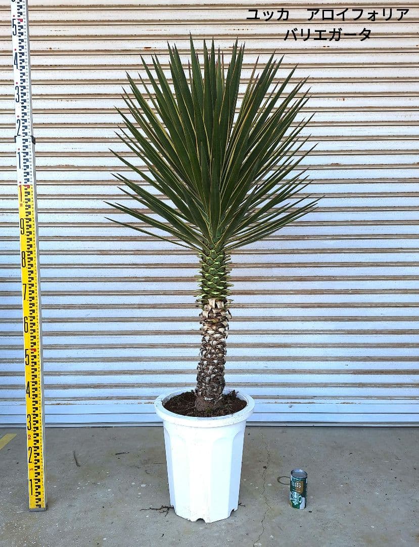 ユッカ アロイフォリア バリエガータ (斑入り千寿蘭) - メルカリ