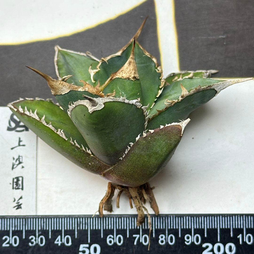 C*T様 548【上澳園芸】 アガベ チタノタshangao-005 車手（レーの通販