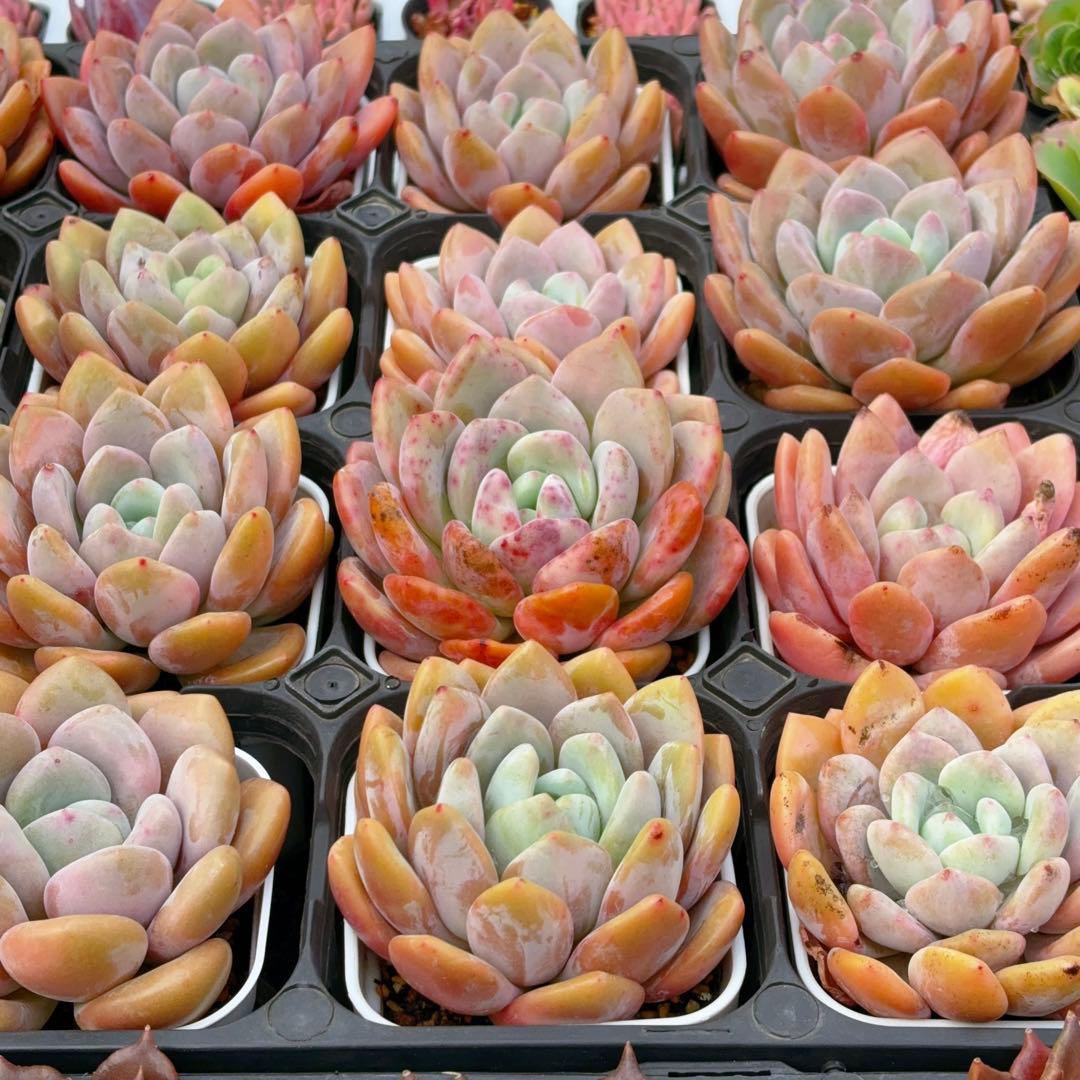 桂の月 肉厚 抜き苗 ぷっくり 多肉植物 - メルカリ