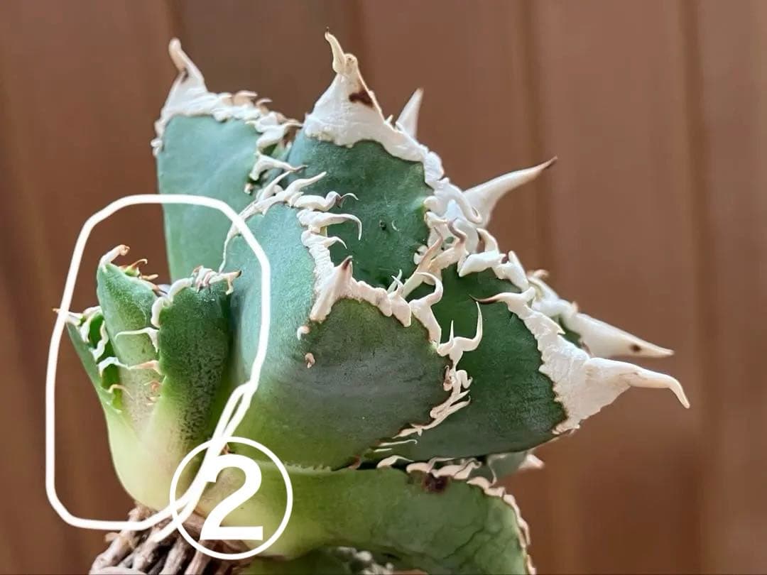 ノ*ツ様 【オークション】匿名配送　子株2株　有望　アガべ　白豪刺　OC【親株写