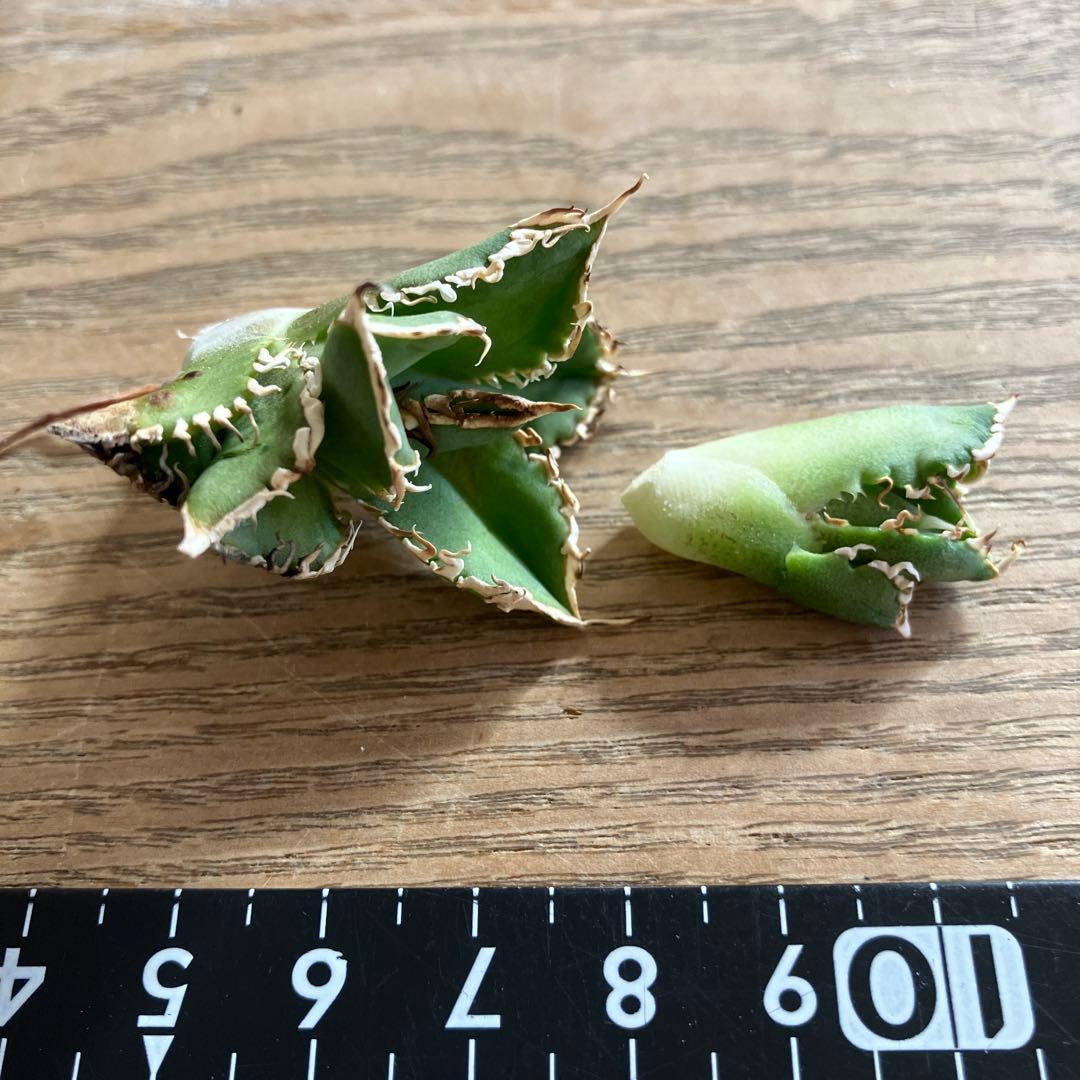 ノ*ツ様 【オークション】匿名配送　子株2株　有望　アガべ　白豪刺　OC【親株写