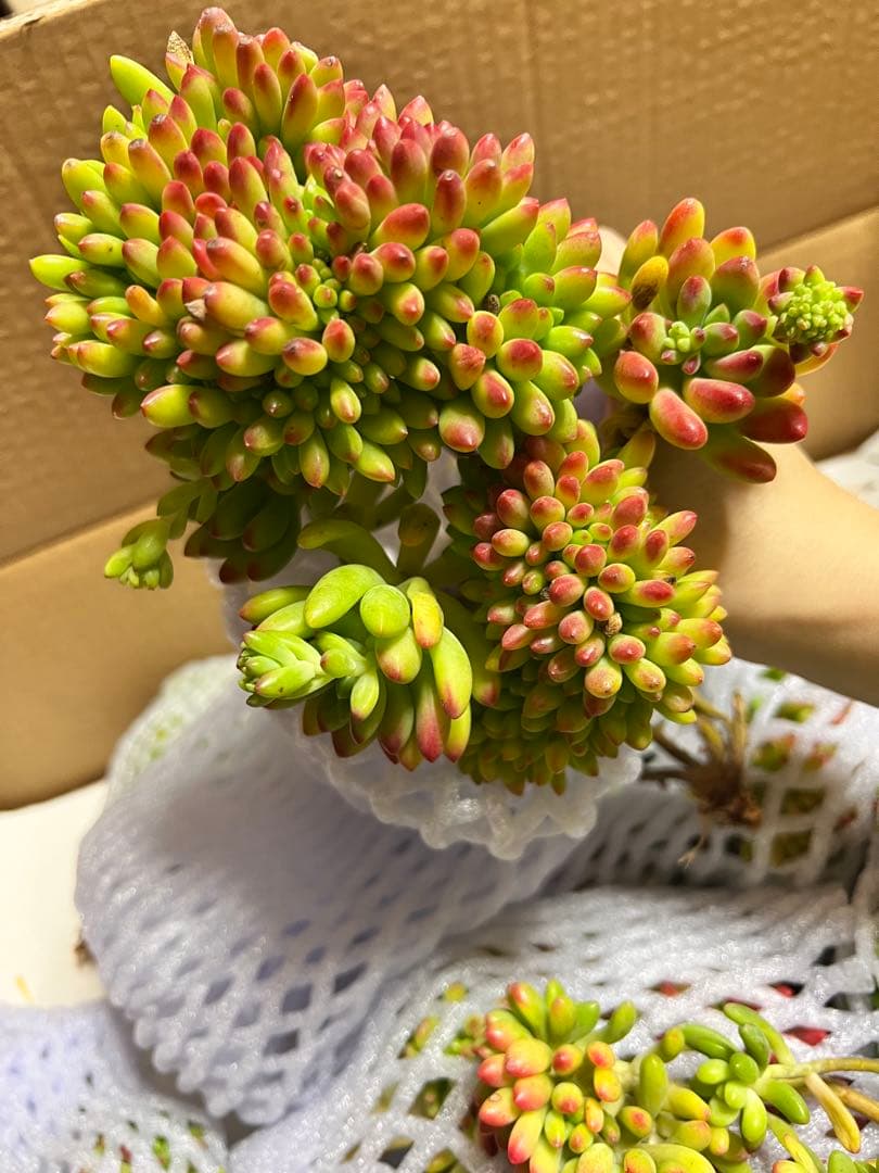 佐川急便　　るるれれろ 様