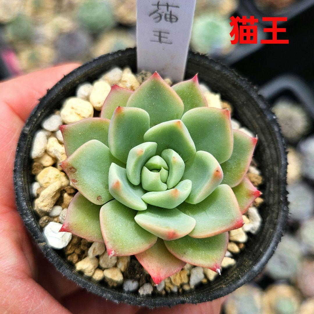 猫王 ロウルサンコさん苗 多肉植物♥ - メルカリ