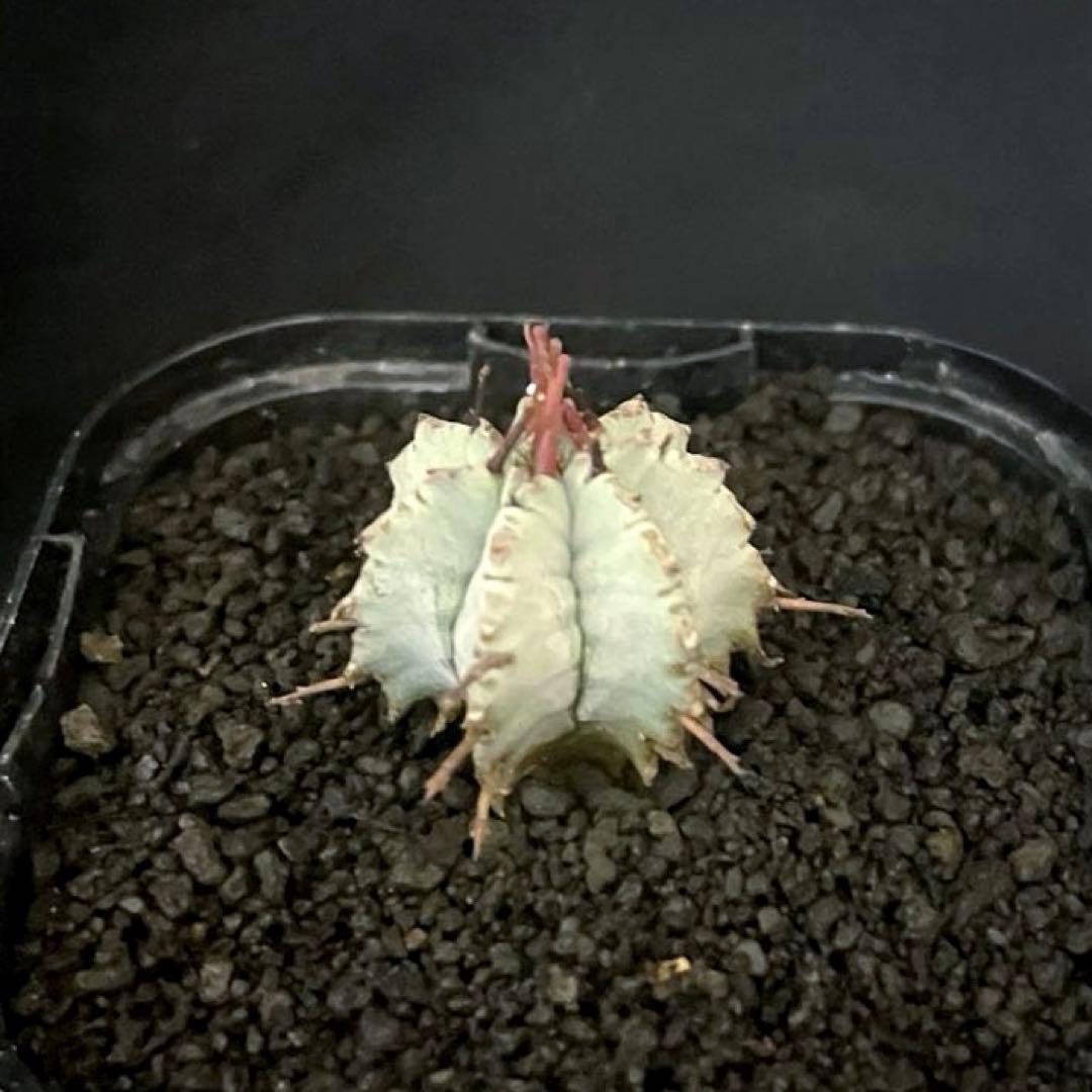 ユーフォルビアホリダ 勝岡アルバ 純血統 極上 雌株 SSSランク ラスト1