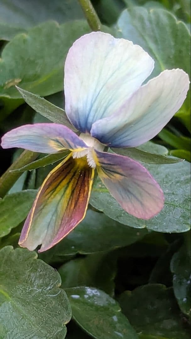 大人気 【すみれ図鑑】 入手困難 ☆鉢ごと発送♪