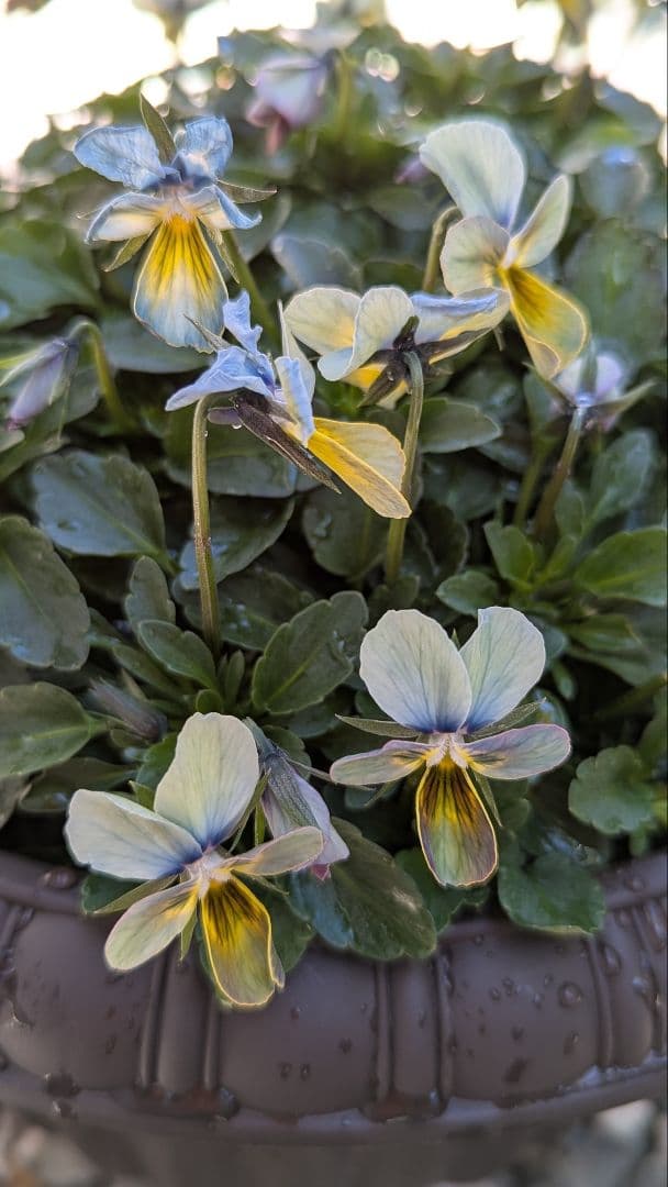 大人気 【すみれ図鑑】 入手困難 ☆鉢ごと発送♪