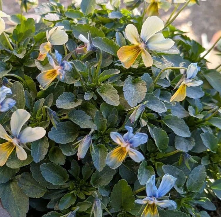 大人気 【すみれ図鑑】 入手困難 ☆鉢ごと発送♪