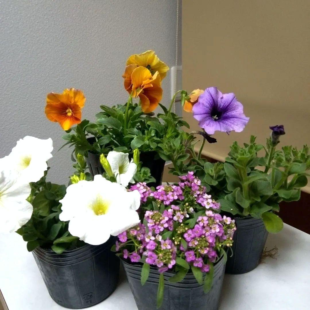 寄せ植えセット 4苗 - メルカリ