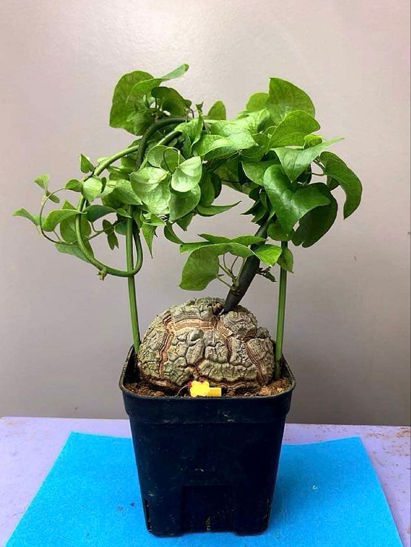 3号大YY》亀甲竜 - メルカリ