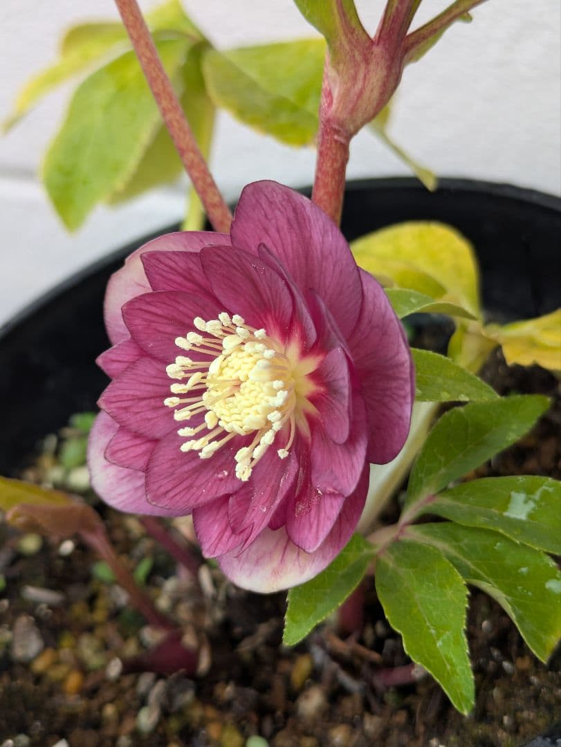 広瀬園芸 クリスマスローズ 【オーレア系レッドグラデーションdd