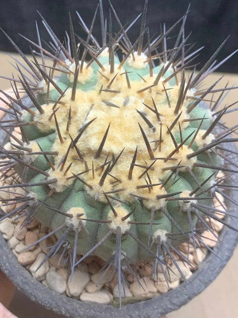 河*治様 Z236 コピアポア　コルムナアルバ　孤竜丸 棘も綺麗 コピアポア コルムナアルバ 