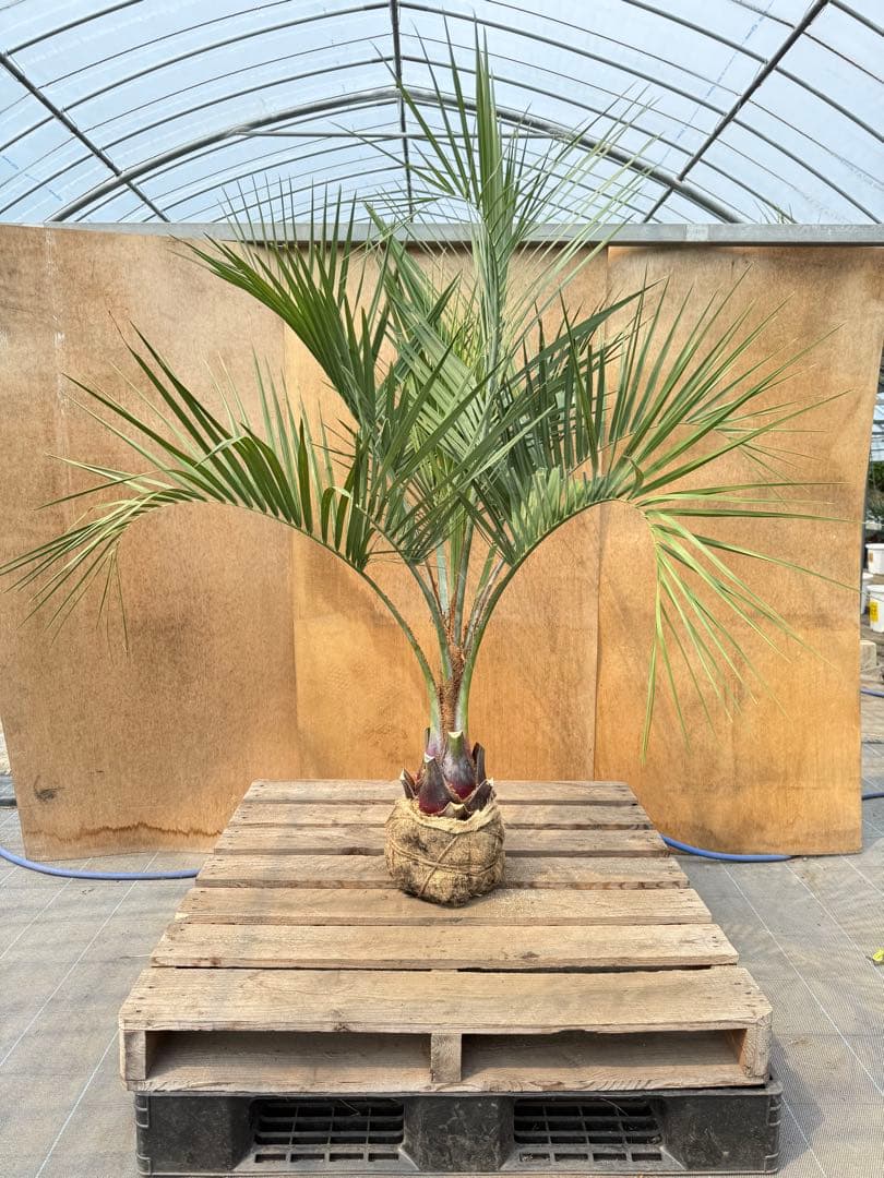 ま*中様 ココスヤシシルバーリーフ【極太】葉先170cm幹回り70cm 幹高