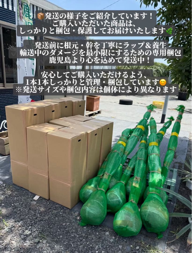 ま*中様 ココスヤシシルバーリーフ【極太】葉先170cm幹回り70cm 幹高