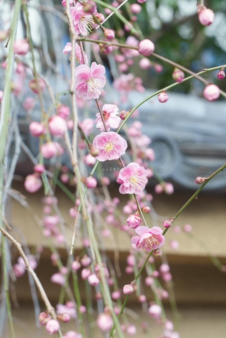 木村文乃使用モデル！Leica Elmarit 90mm F2.8 ケース付き！木村文乃