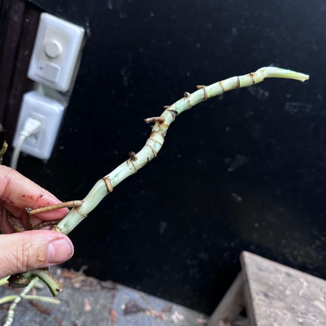 斑入りモンステラホワイトタイガー茎8株おまとめ - メルカリ