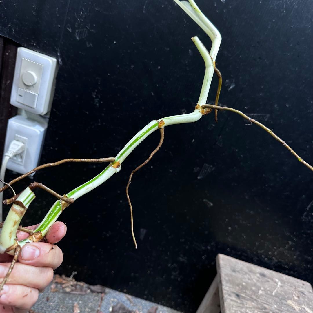 斑入りモンステラホワイトタイガー茎8株おまとめ - メルカリ