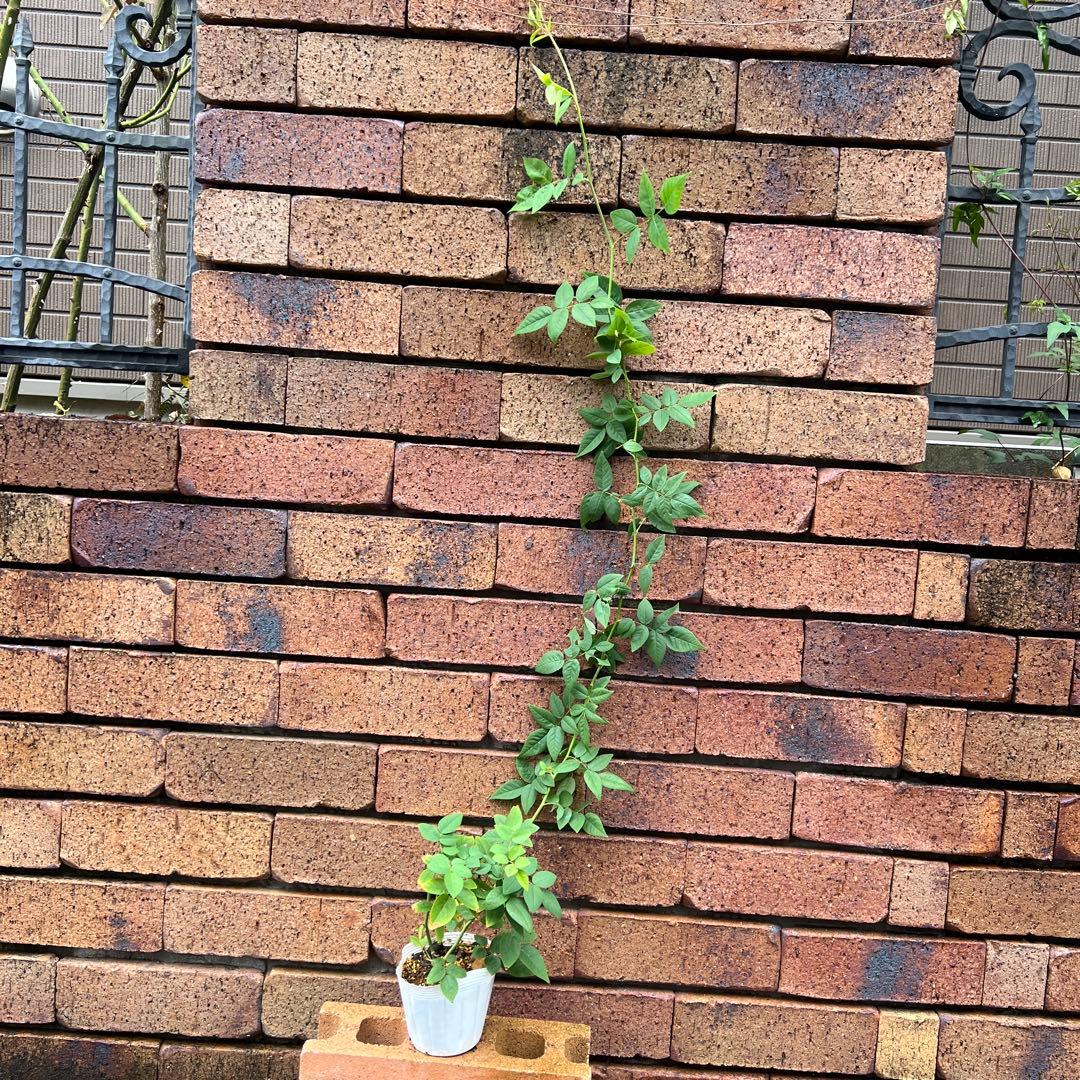 ローラダボー(フランス)挿木2年生苗