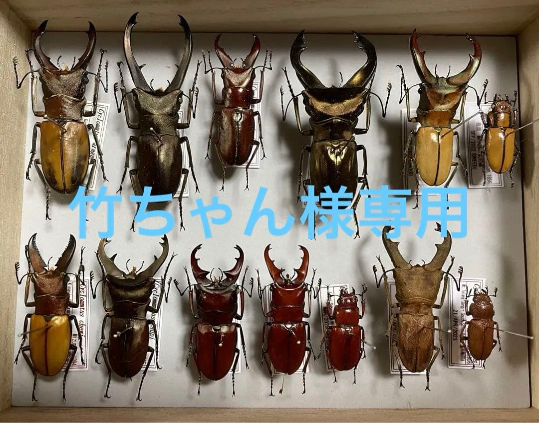 昆虫標本　キクロマトス13頭セット① 昆虫標本コレクション！アトラスカブトムシ- 三宝堂オンラインショップ