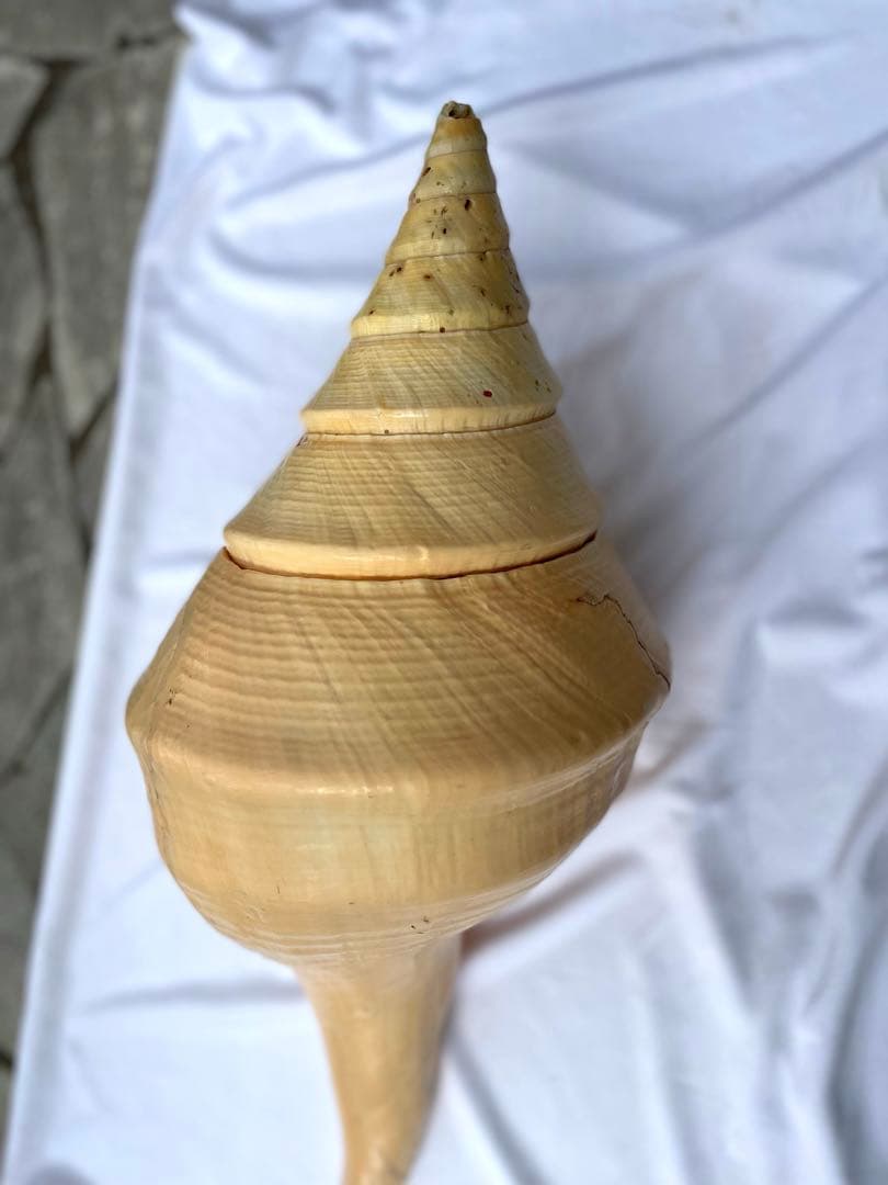 超特大54cm 世界最大級 法螺貝 アラフラオオニシ 修験道 山伏 置物