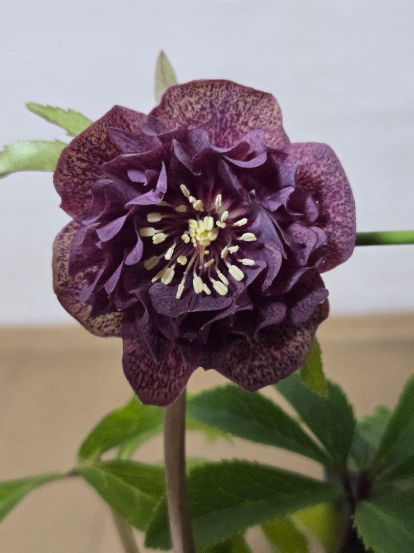 ☆広瀬園芸☆クリスマスローズ☆4.5号鉢☆ - メルカリ