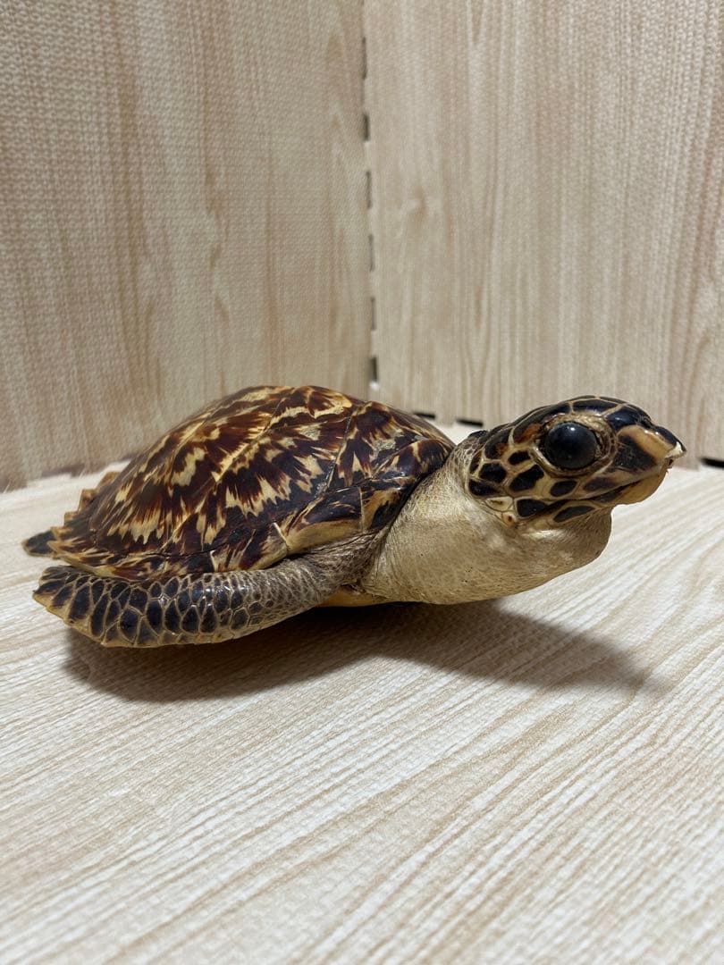 タイマイ ウミガメ剥製 国際希少野生動植物種登録票有-オンラインで