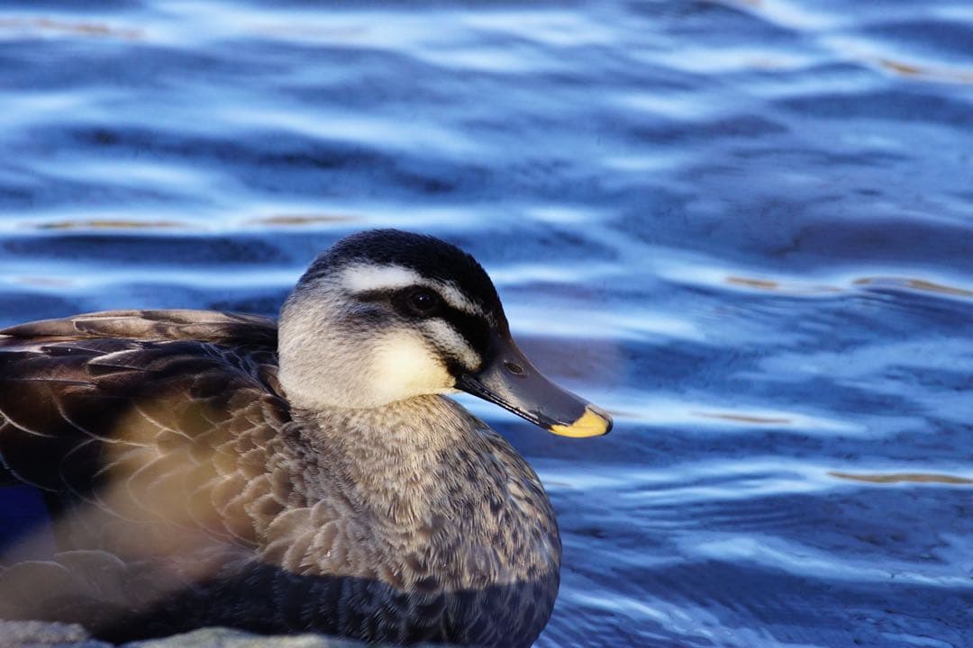レンズ(ズーム) SONY 70-300mm F4.5-5.6 G SSM II